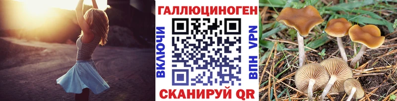 Галлюциногенные грибы Psilocybine cubensis  Кудрово 